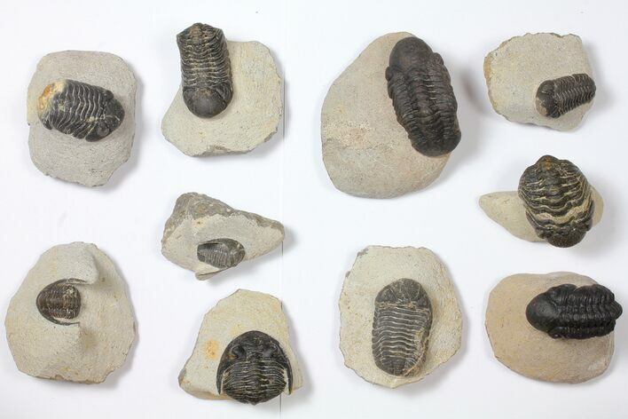 Lot: Assorted Devonian Trilobites - Pieces #119858